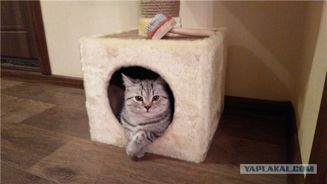 Котовторник 22.12.2015