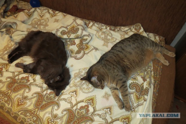 Котовторник 26.01.2016