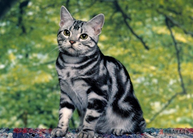 Коты, кошки, котята
