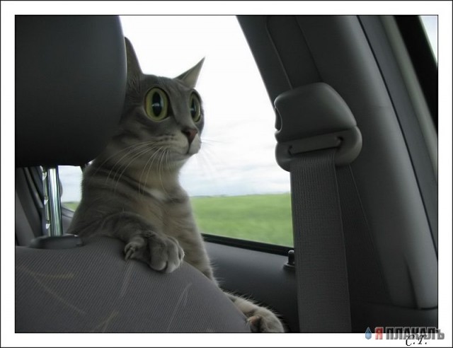 Коты, кошки, котята