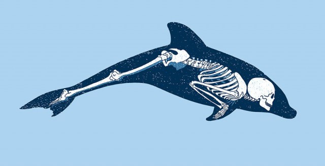 Чего мы не знали о дельфинах и их невероятных способностях
