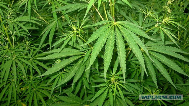 «Дикие сердца» убил случайный пассажир