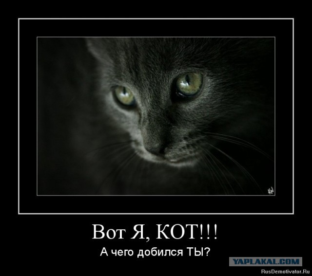 Как кошки захватили мир