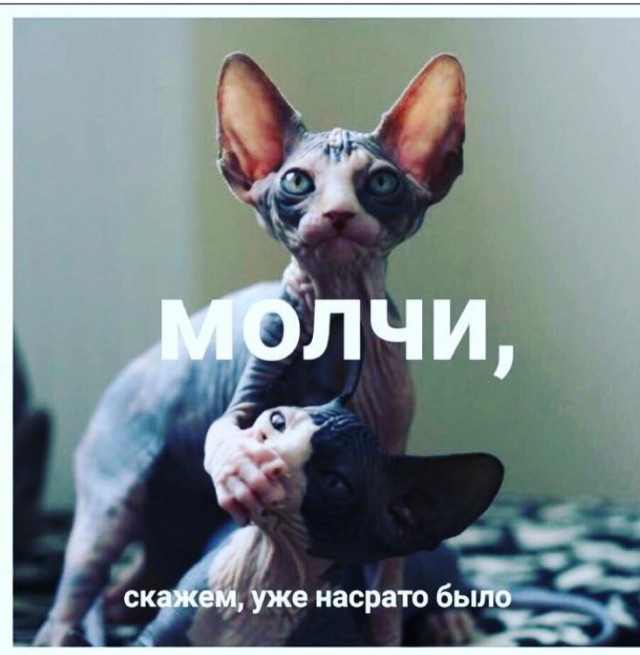 Мохнатые беспредельщики
