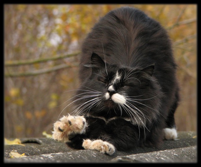 Котомет во вторник (11.12.2007)