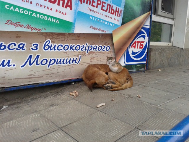 Нужный момент, удачный ракурс