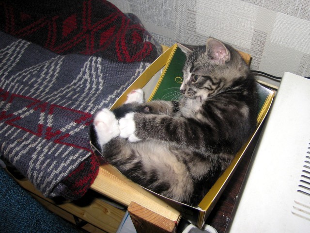 Котовторник 15.11.2016