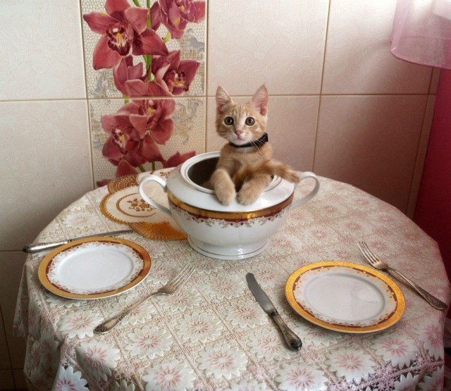 Коты из сети