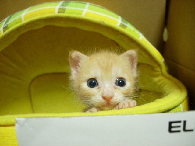Коты из сети