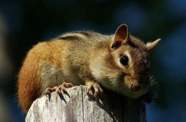 Самые смешные животные