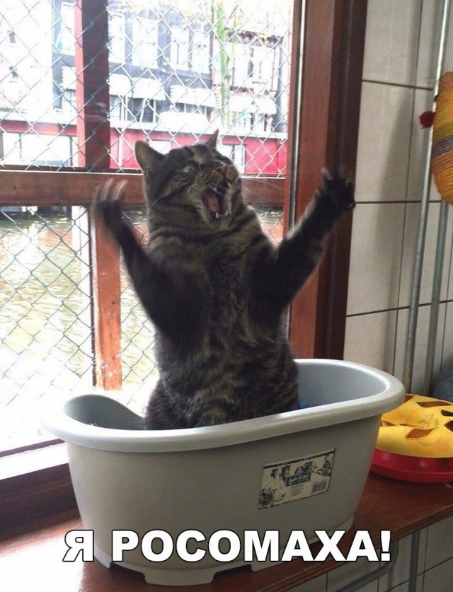 Коты и Кошки