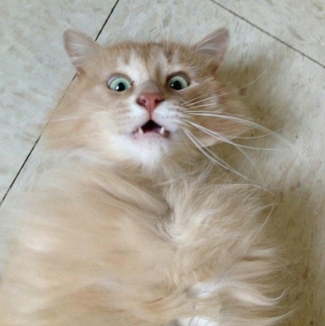 Коты и Кошки