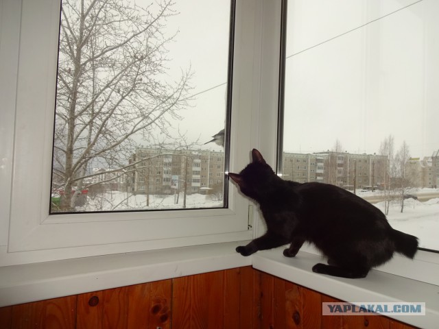 Котовторник  25.07.2017