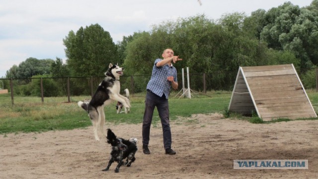 20 причин, чтобы не заводить себе Хаски