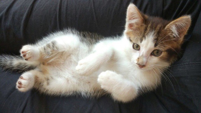 Котовторник