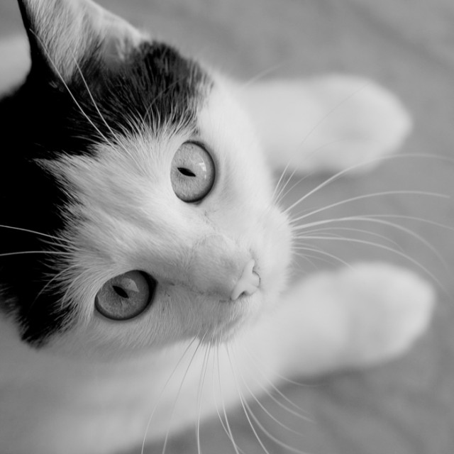 Коты и Кошки