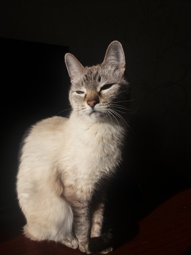 Прикольных котов пост