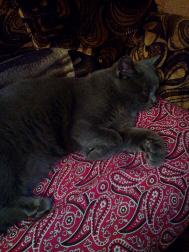 Котовторник 16.01.2018