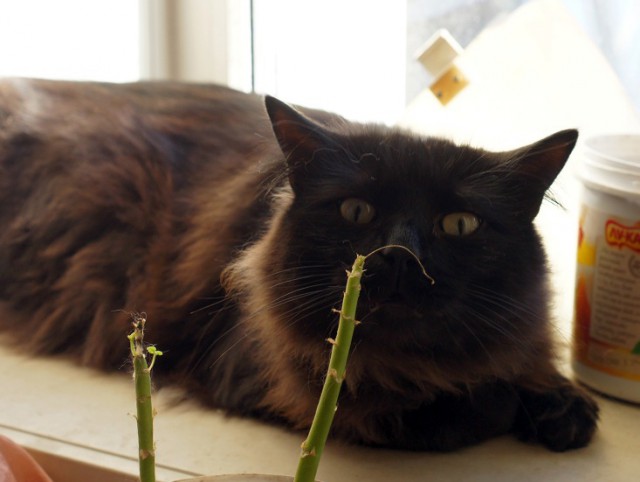 Котовторник  23.01.2018