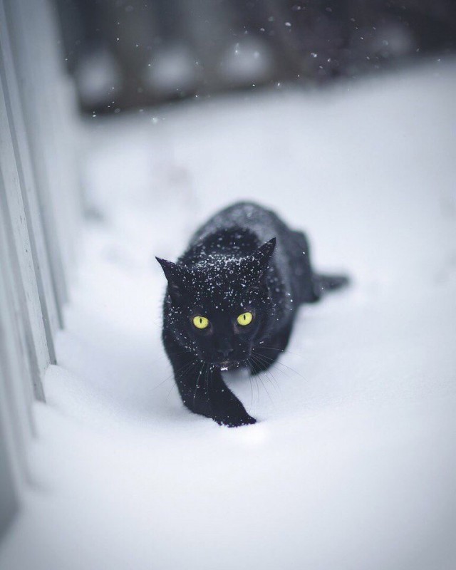 Прикольных котов пост