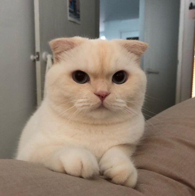 Прикольных котов пост