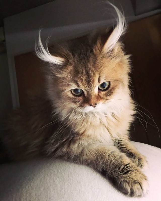 Неадекватные коты