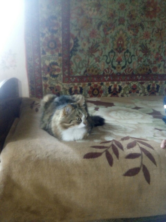 Котовторник 05.06.2018