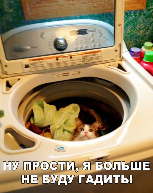 Неадекватные коты