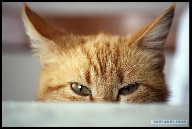 Котовторник на ЯПлакалъ 08.07.2008