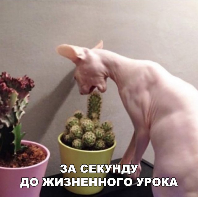 Немного милоты