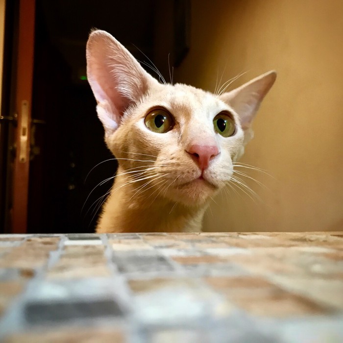 Котовторник  31.07.2018