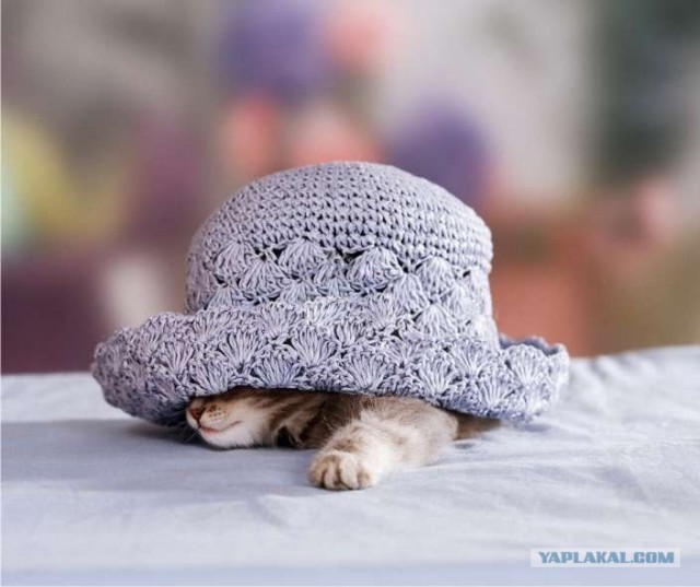 Lolcats - котовторник 33 лолокота!