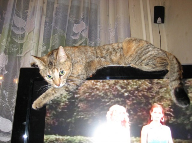А вот и мы: котятовторник!