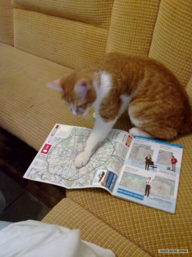 Котовторник