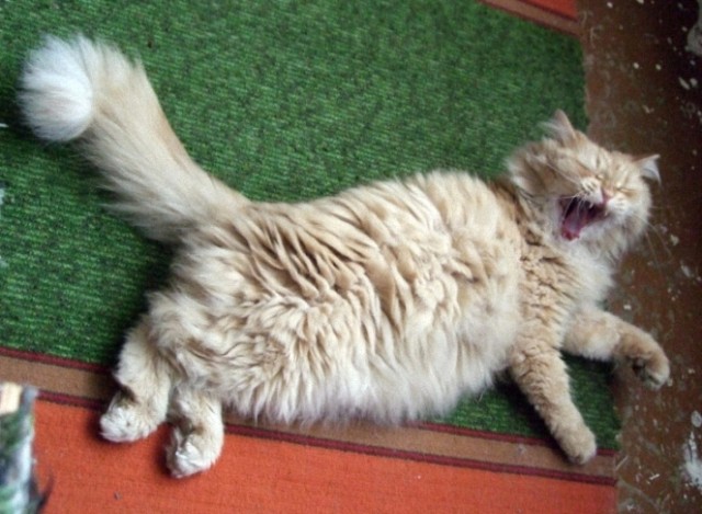Котовторник на середину июня