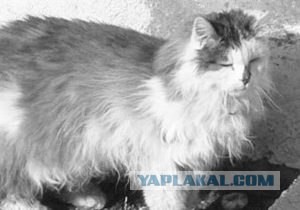 По ошибке усыпили кота