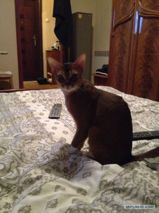 Котовторник (28.02.2012)