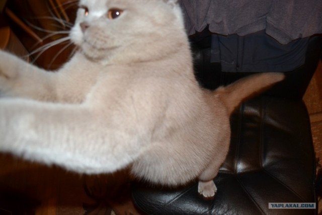 Котовторник 24.04.2012