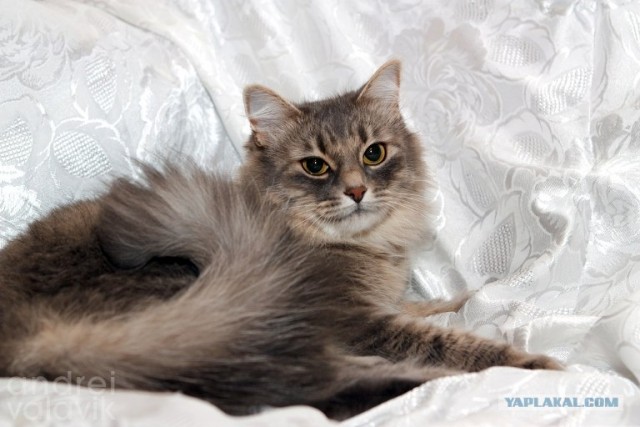 Котовторник  4.09.12