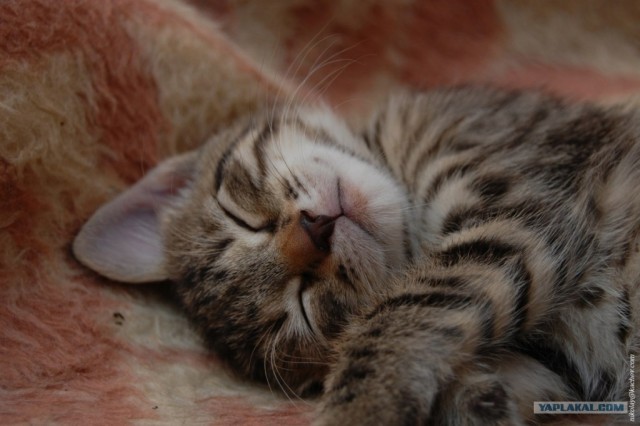 Котовторник ( 23.10. 2012. )