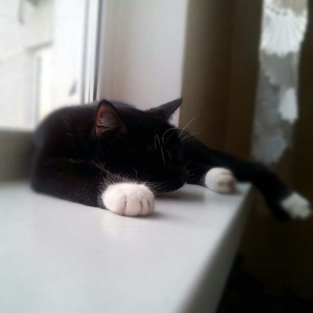 Новогодний Котовторник 01.01.2013