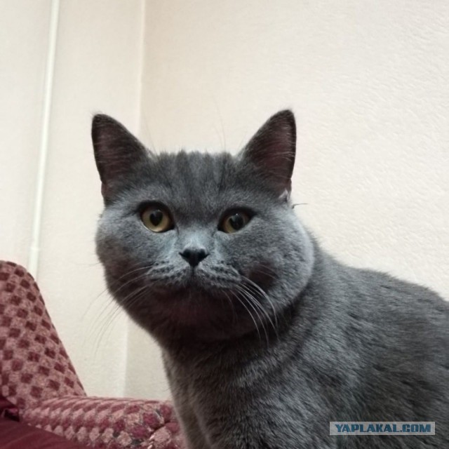 Котовторник 19.02.2019