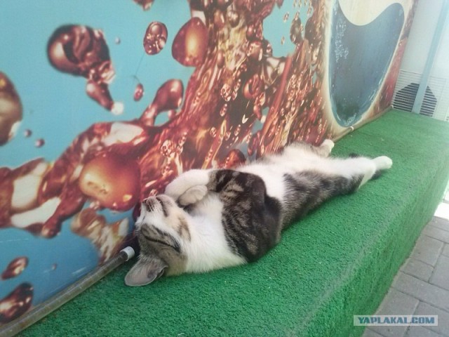 Кого котЭ мне напоминает?!..