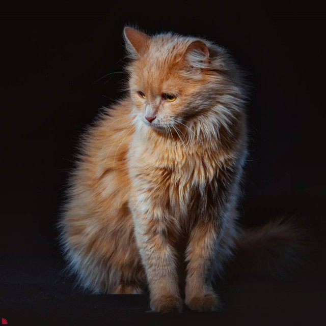 Забавные фото котеек