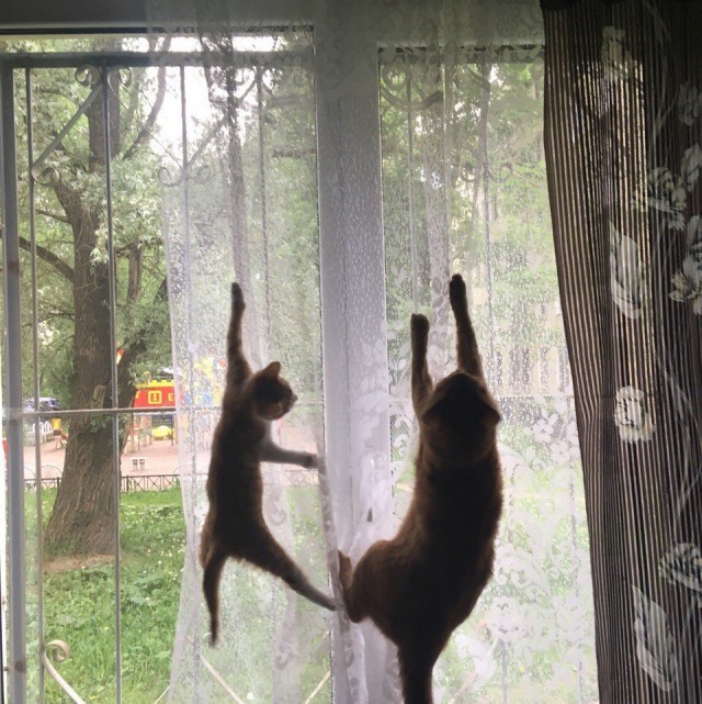 Котовторник однако