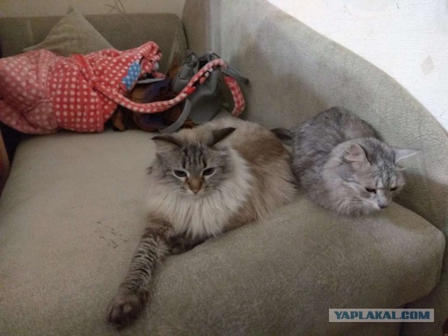 Котовторник