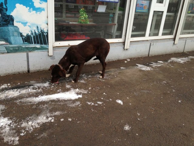 Живность из сети