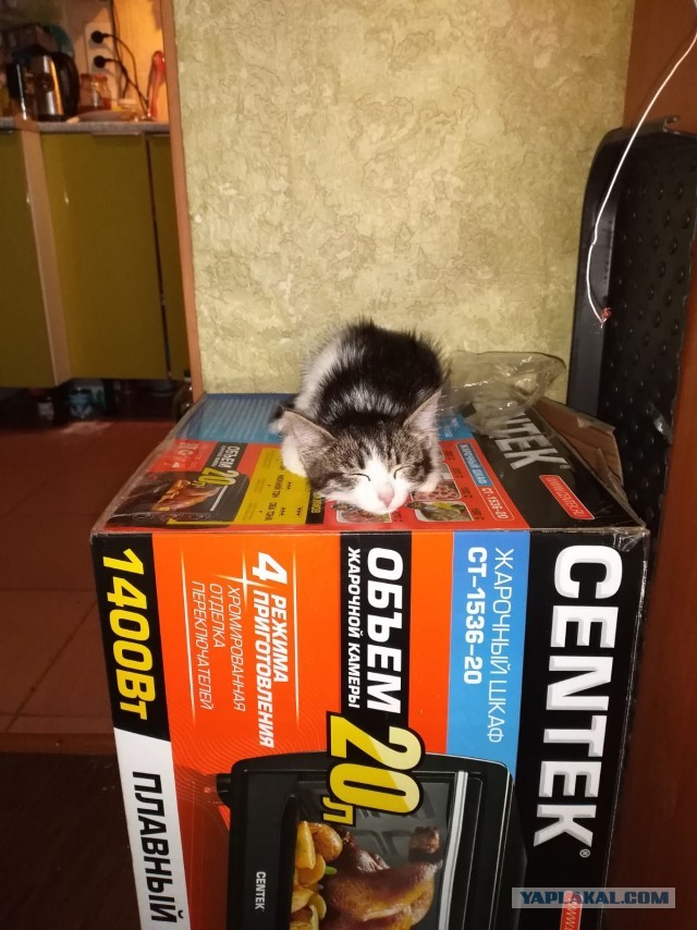 Пока я отдыхал (котовторник)