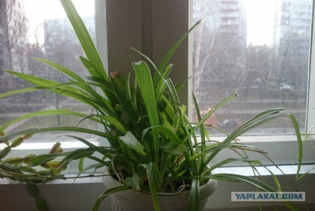Мышки... ой, т.е. котики плакали, кололись, но продолжали жрать кактус!