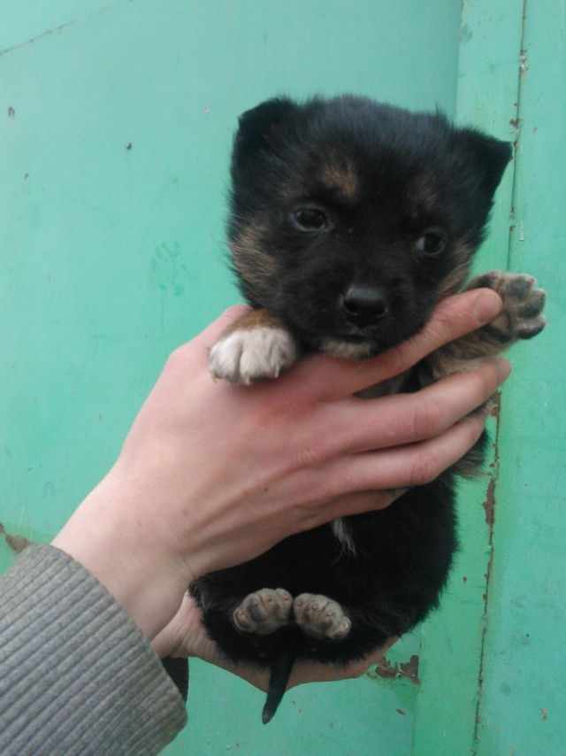 Чуток картинок не про вирус  18.0.  Животные